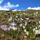 Frühling in den Bergen