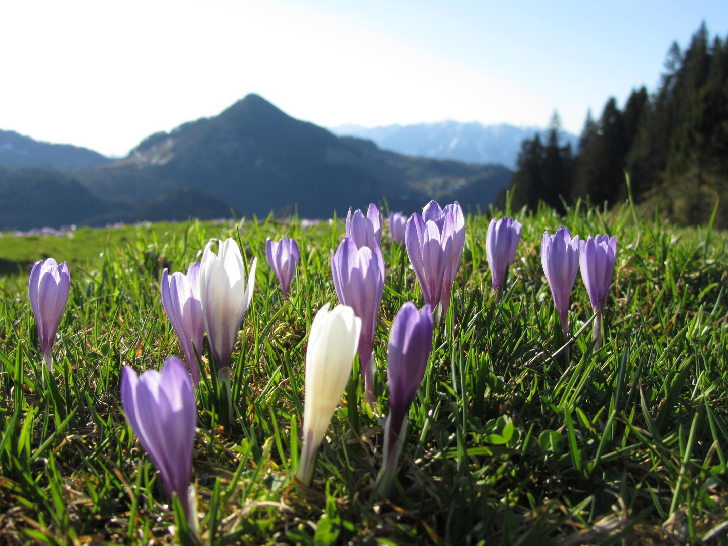 frühling in den bergen