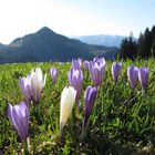 frühling in den bergen