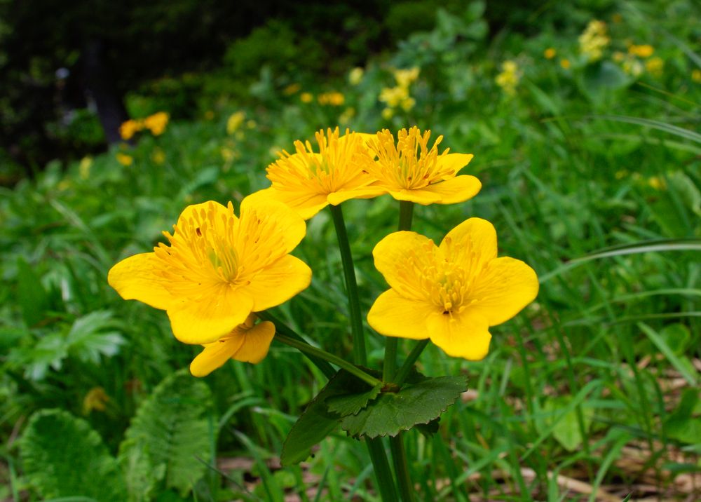 Frühling in den Bergen