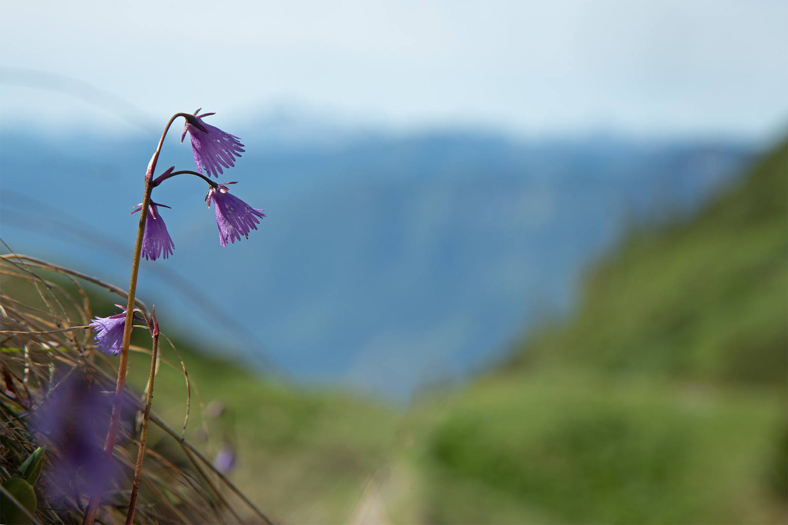 Frühling in den Bergen