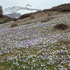 Frühling in den Bergen