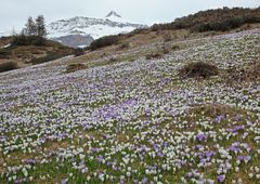 Frühling in den Bergen