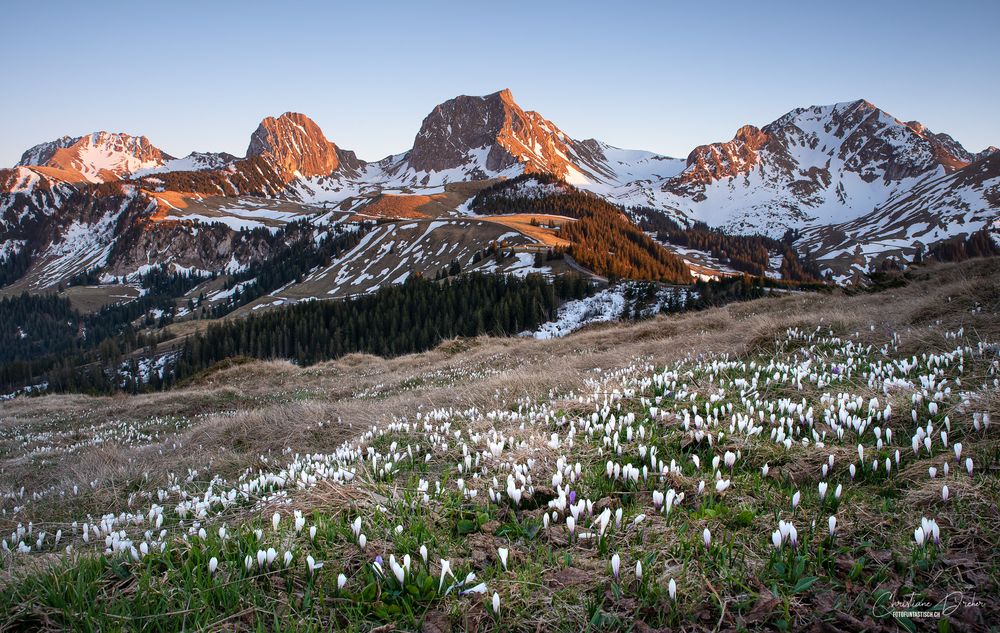 Frühling in den Bergen