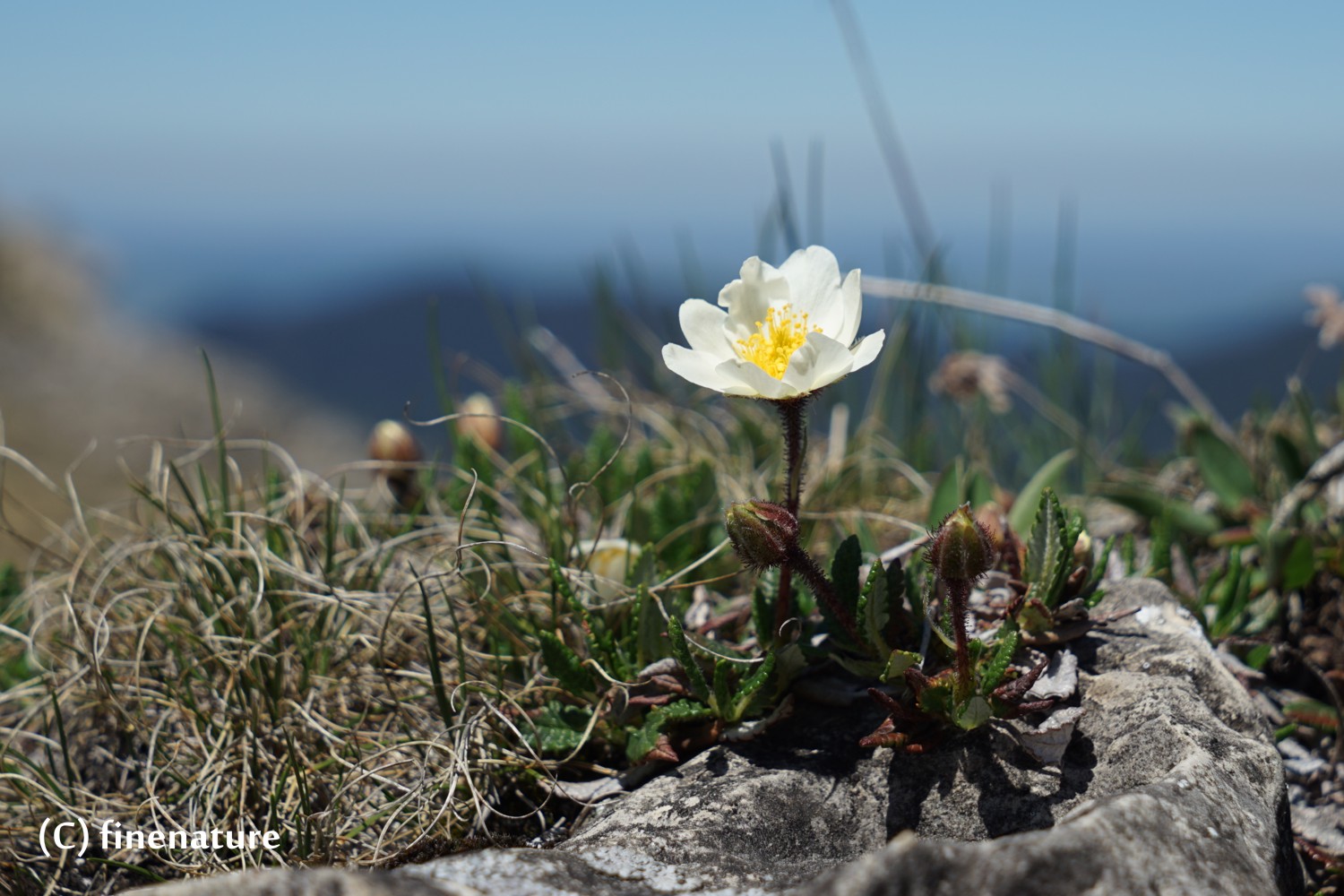 Frühling in den Bergen I