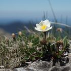 Frühling in den Bergen I