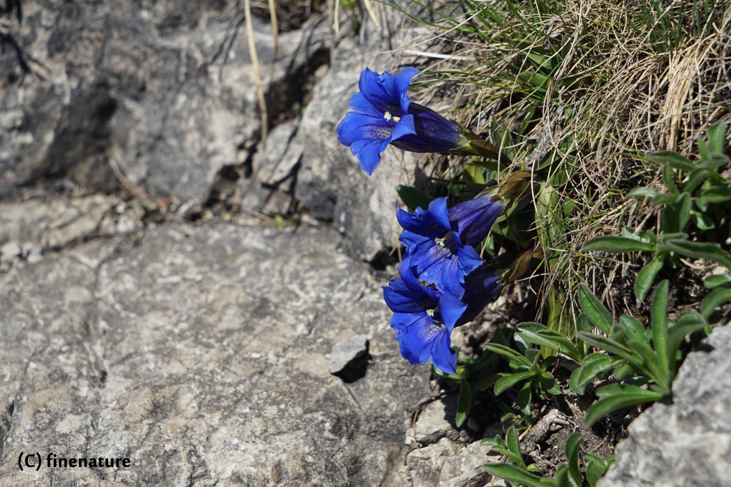 Frühling in den Bergen II