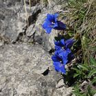 Frühling in den Bergen II