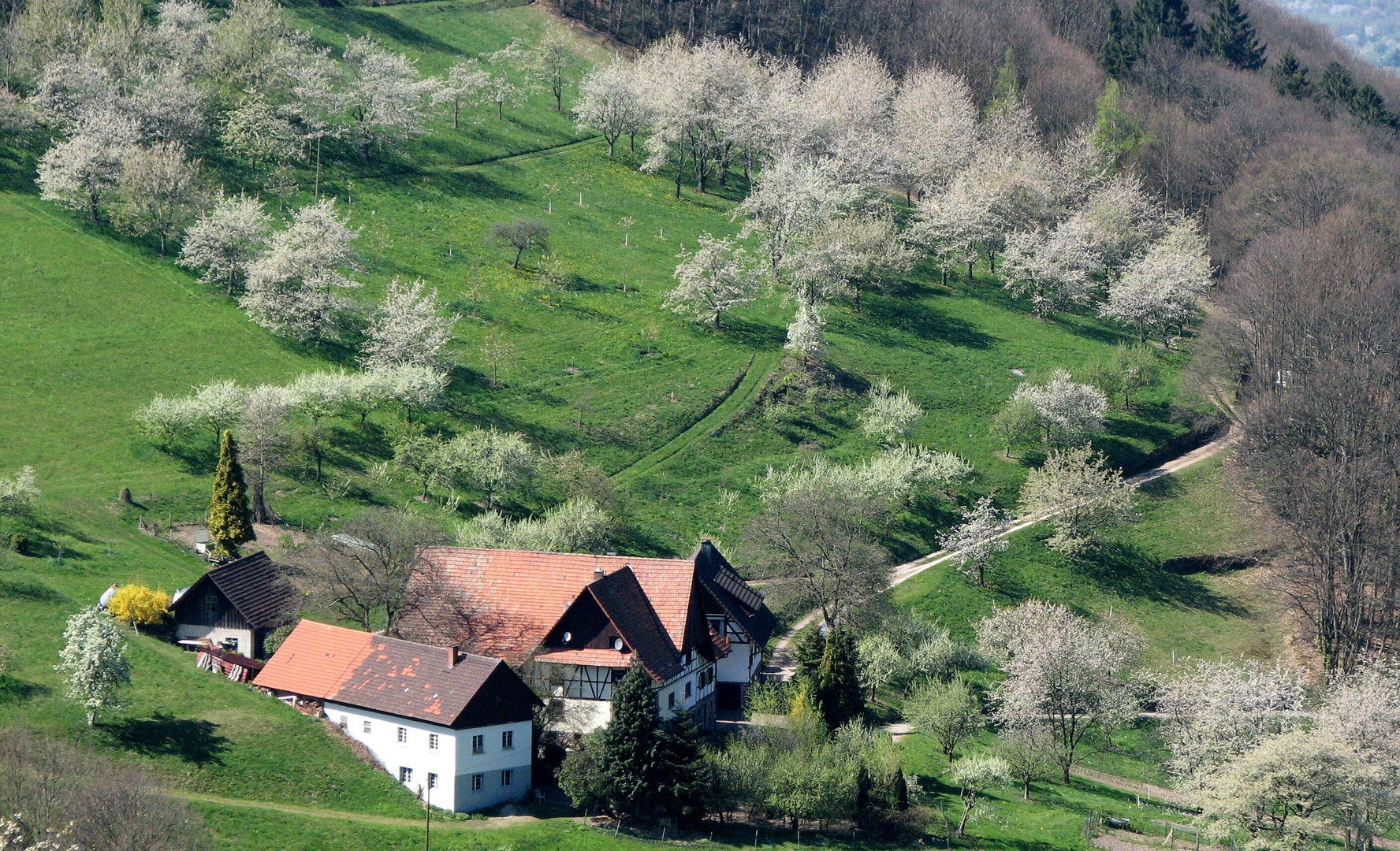 Frühling in den Birkenhöfen