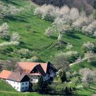 Frühling in den Birkenhöfen