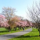 Frühling in den Bonner Rheinauen 1