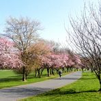 Frühling in den Bonner Rheinauen 1