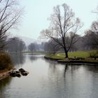 Frühling in den Bonner Rheinauen 2