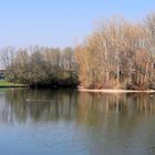 Frühling in den Bonner Rheinauen 3