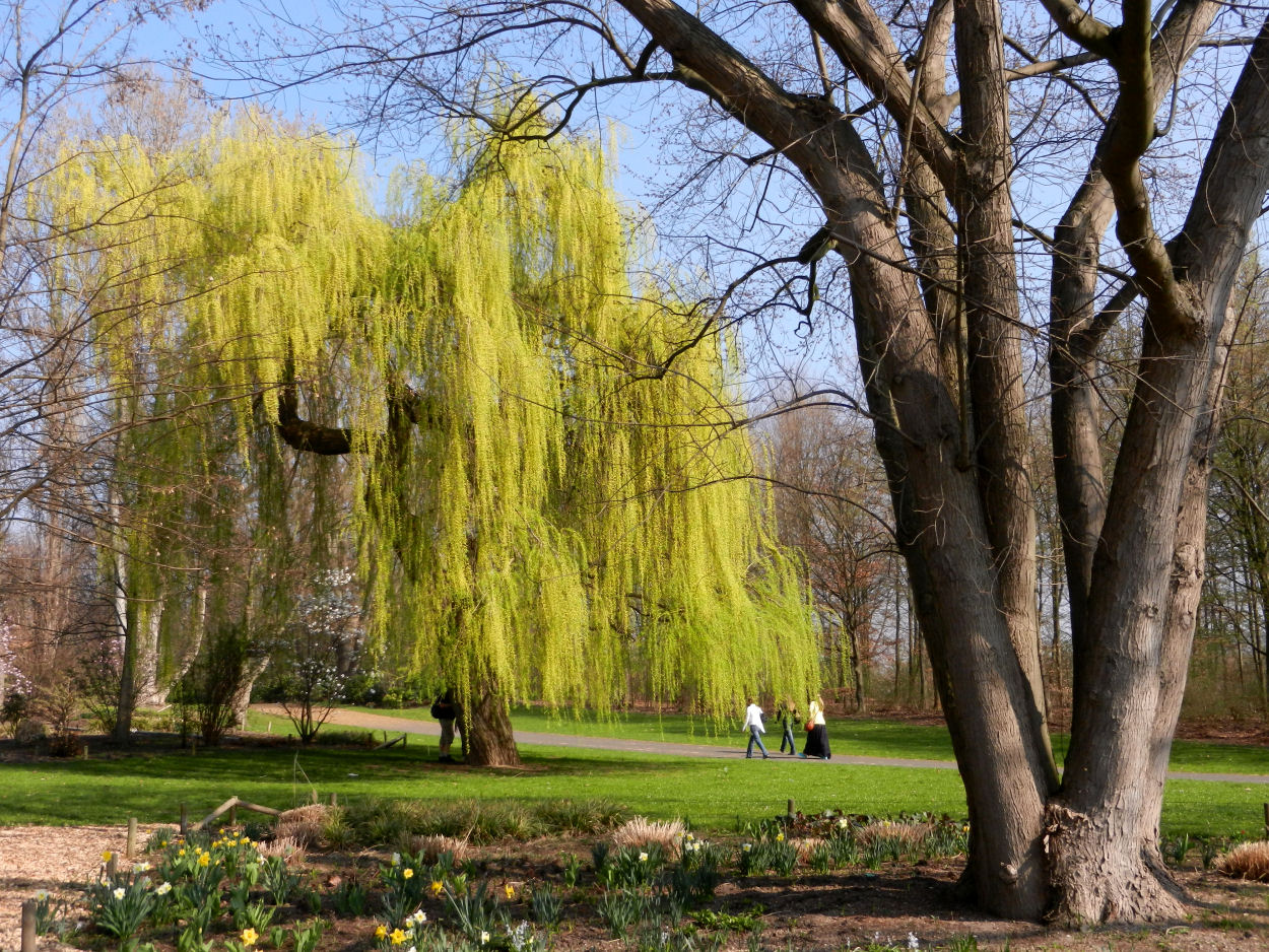 Frühling in den Bonner Rheinauen 4