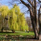 Frühling in den Bonner Rheinauen 4