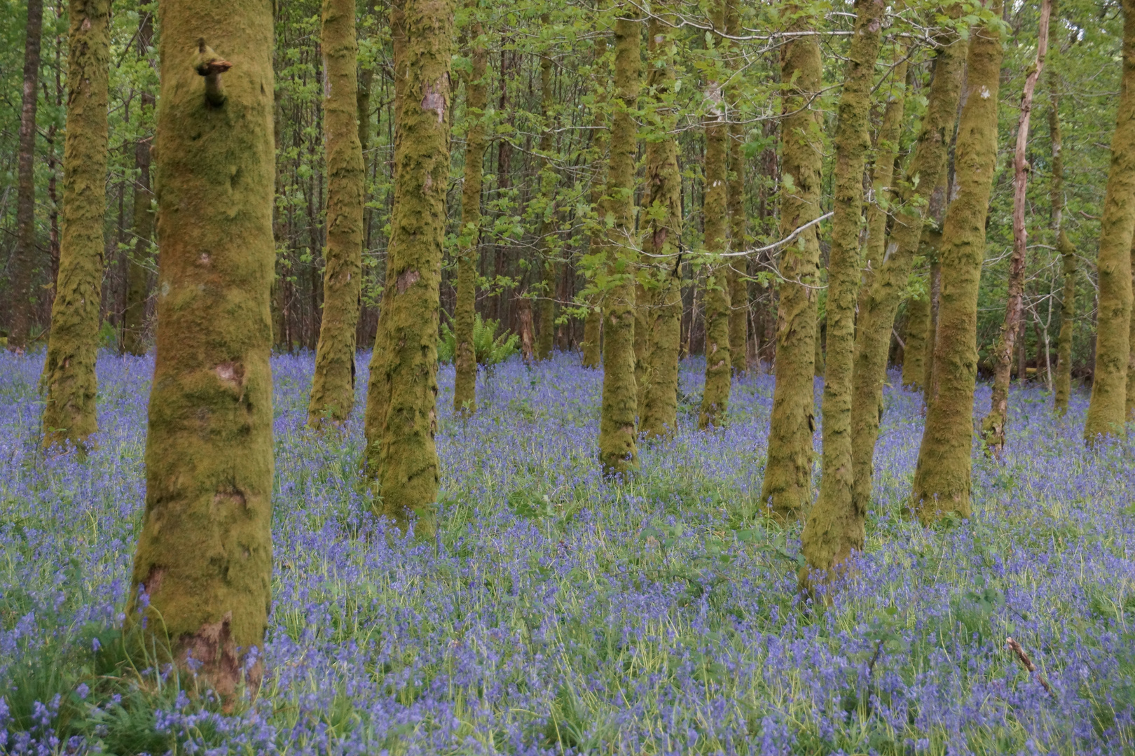 Frühling in den Highlands