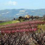 Frühling in den 'Italienischen Marken'