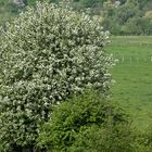 Frühling in den Lippewiesen (Überschwemmungsgebiet) bei Hamm (Westf.)