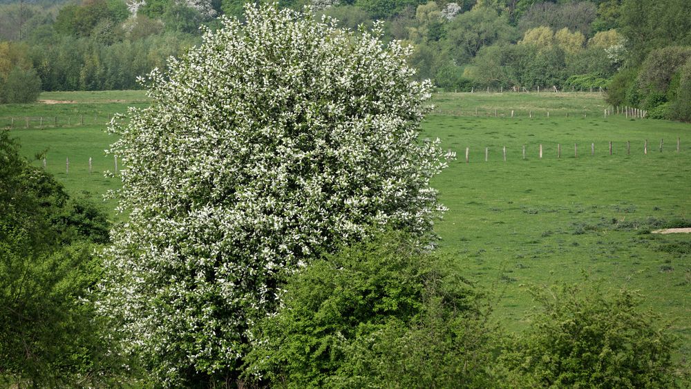 Frühling in den Lippewiesen (Überschwemmungsgebiet) bei Hamm (Westf.)