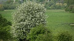 Frühling in den Lippewiesen (Überschwemmungsgebiet) bei Hamm (Westf.)