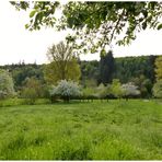 Frühling in den Main Auen ,