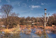 Frühling in den Marchauen