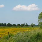 Frühling in den Moorwiesen...