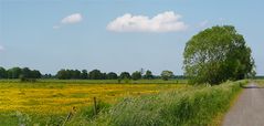 Frühling in den Moorwiesen...