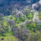 Frühling in den Obstgärten - Blick von Landgut Burg