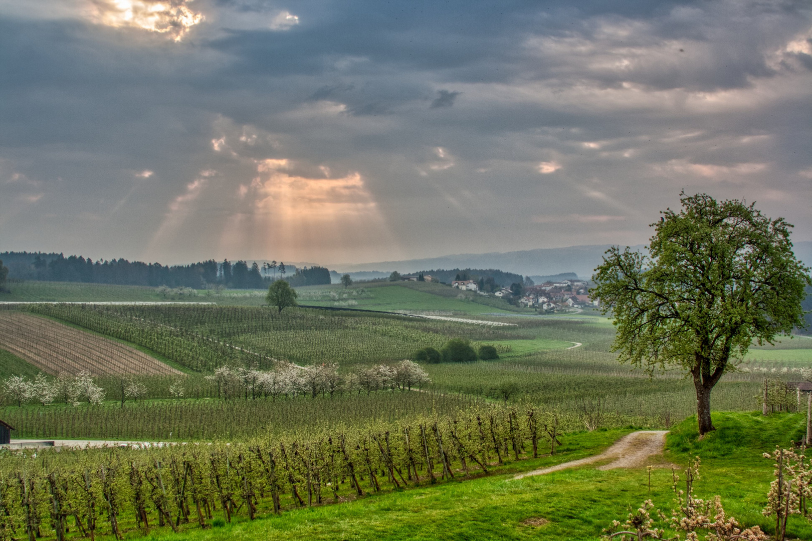 Frühling in den Obstplantagen am Bodensee