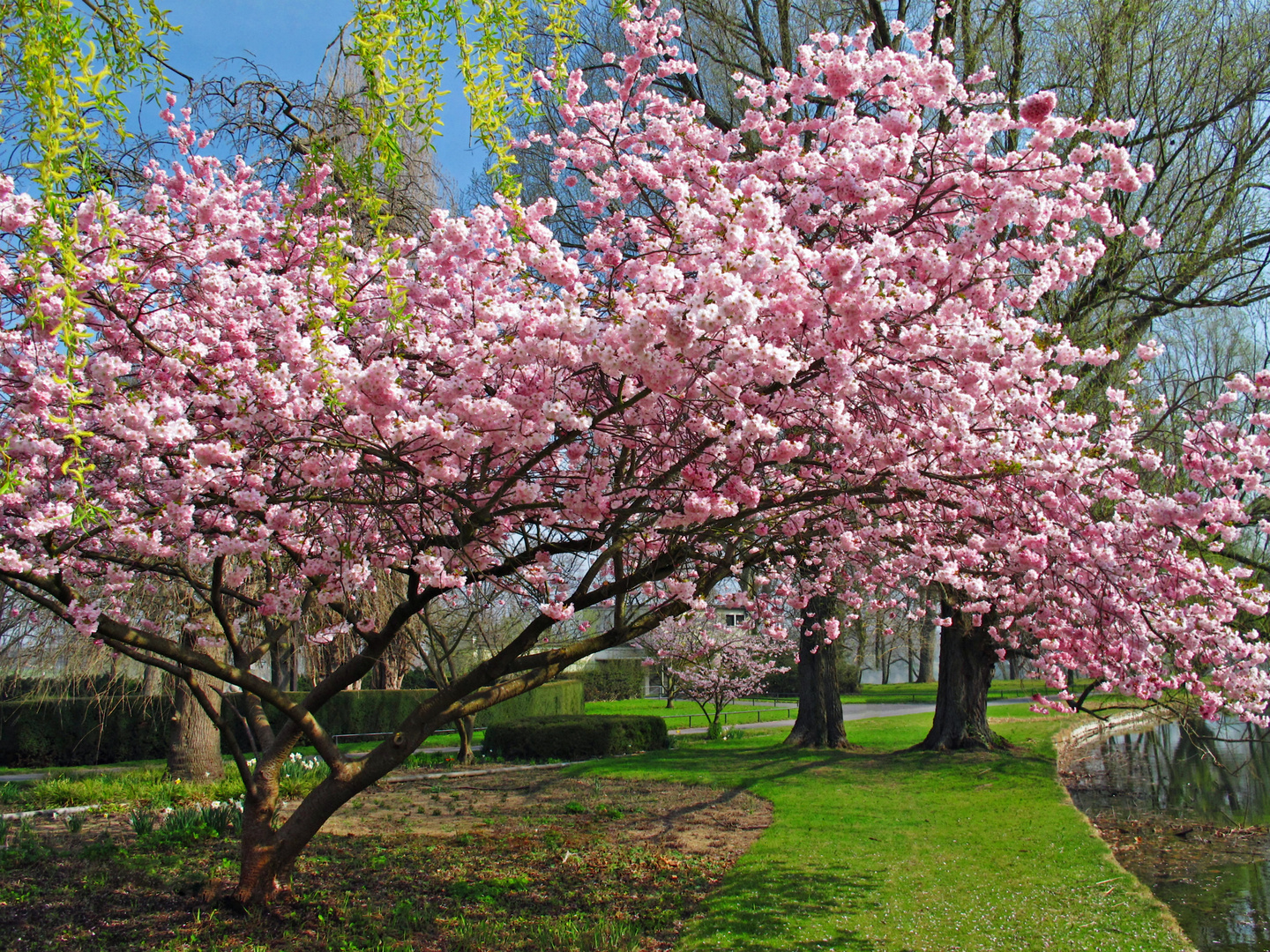 Frühling in den Rheinauen