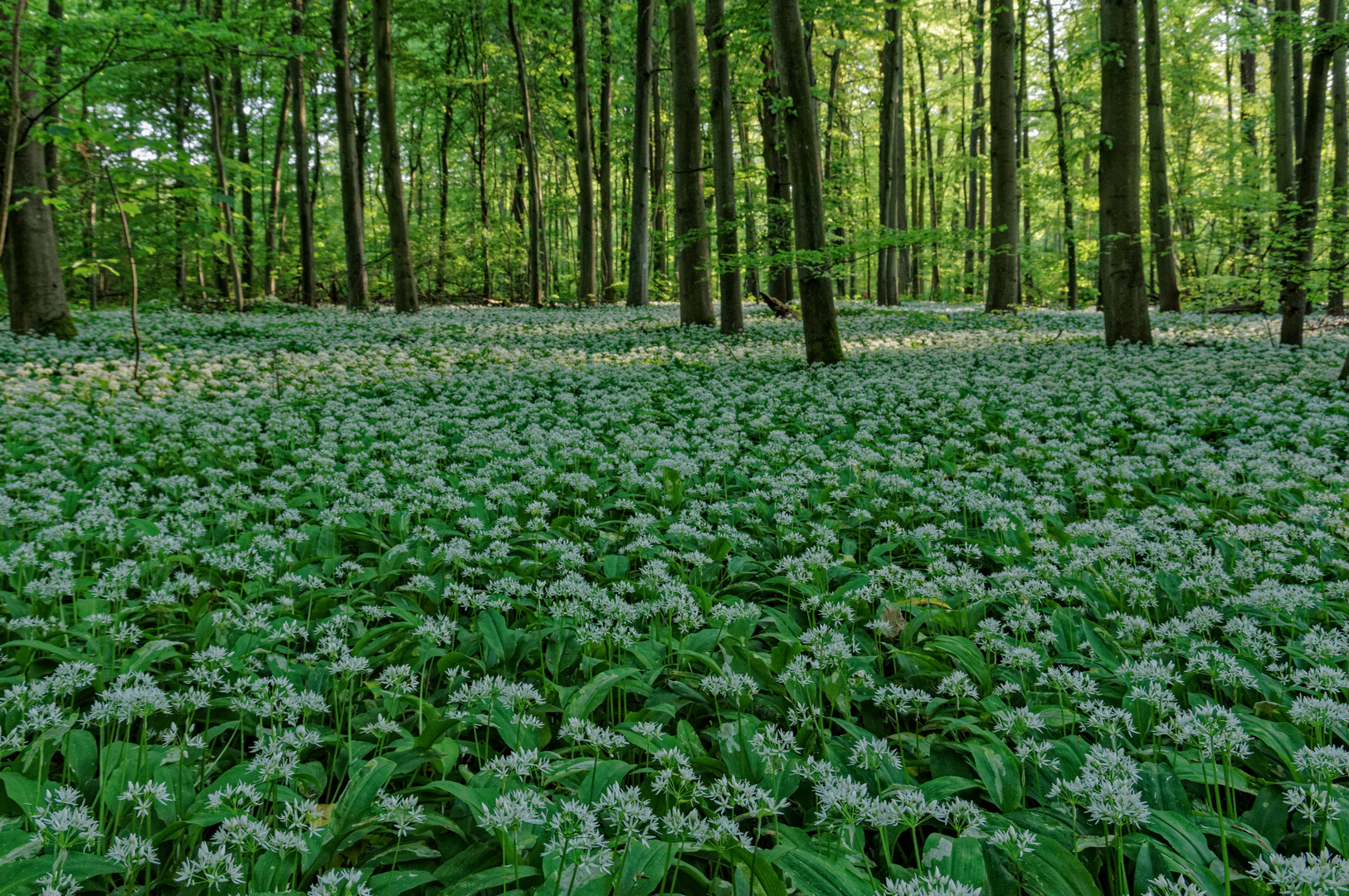 Frühling in den Rheinauen