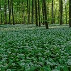 Frühling in den Rheinauen