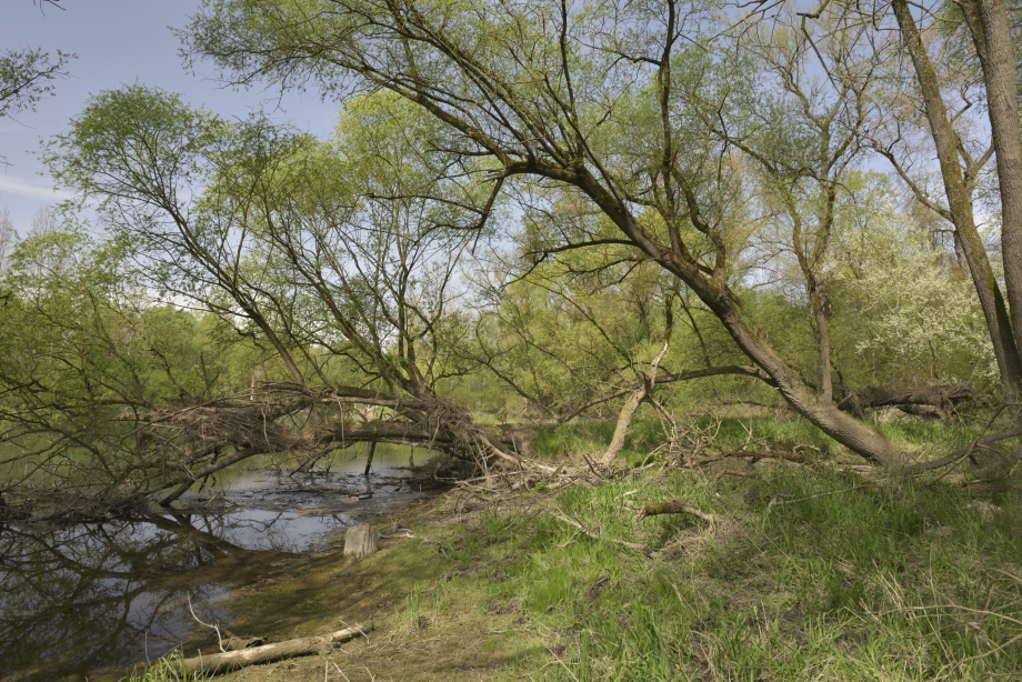 Frühling in den Rheinauen