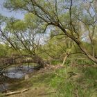 Frühling in den Rheinauen