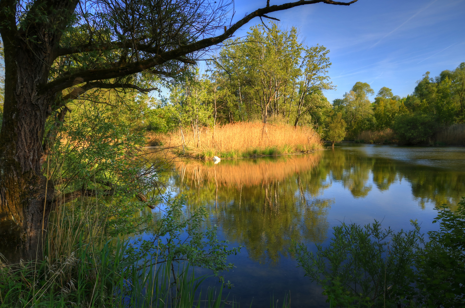 Frühling in den Rheinauen