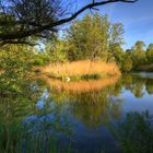 Frühling in den Rheinauen