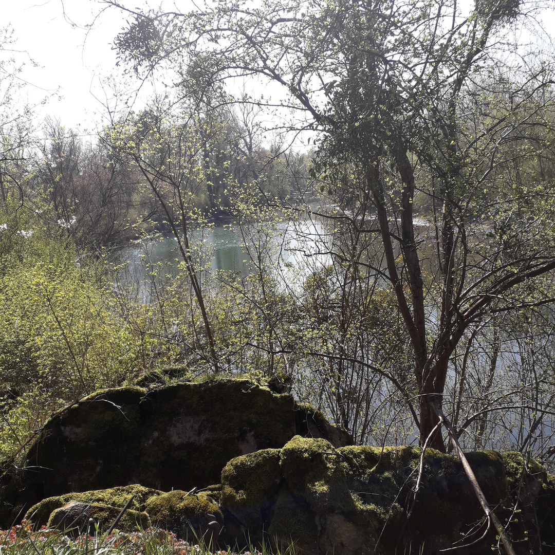 Frühling in den Rheinauen