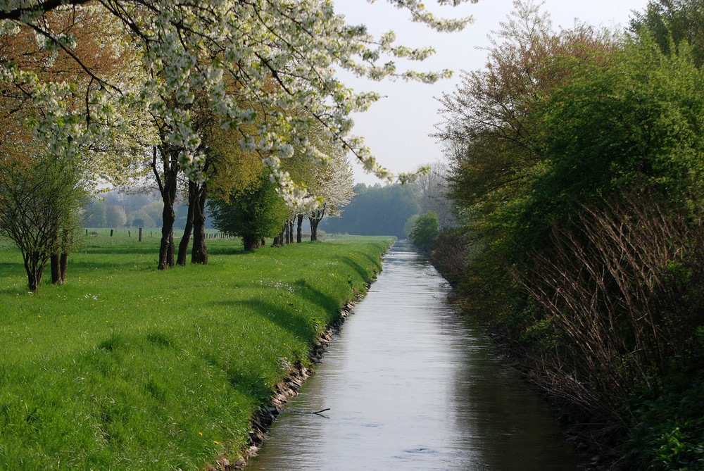 Frühling in den Ruhrwiesen