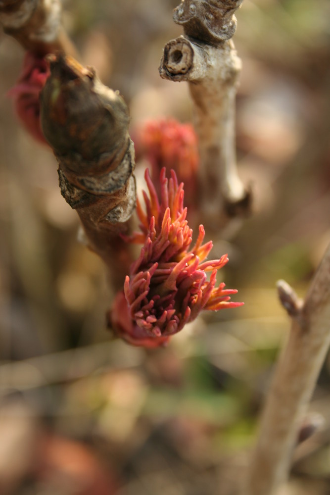 Frühling in den Startlöchern