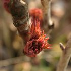 Frühling in den Startlöchern