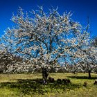 Frühling in den Streuobstwiesn