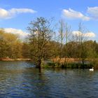 Frühling in den Teichen