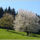 Frühling in den Voralpen