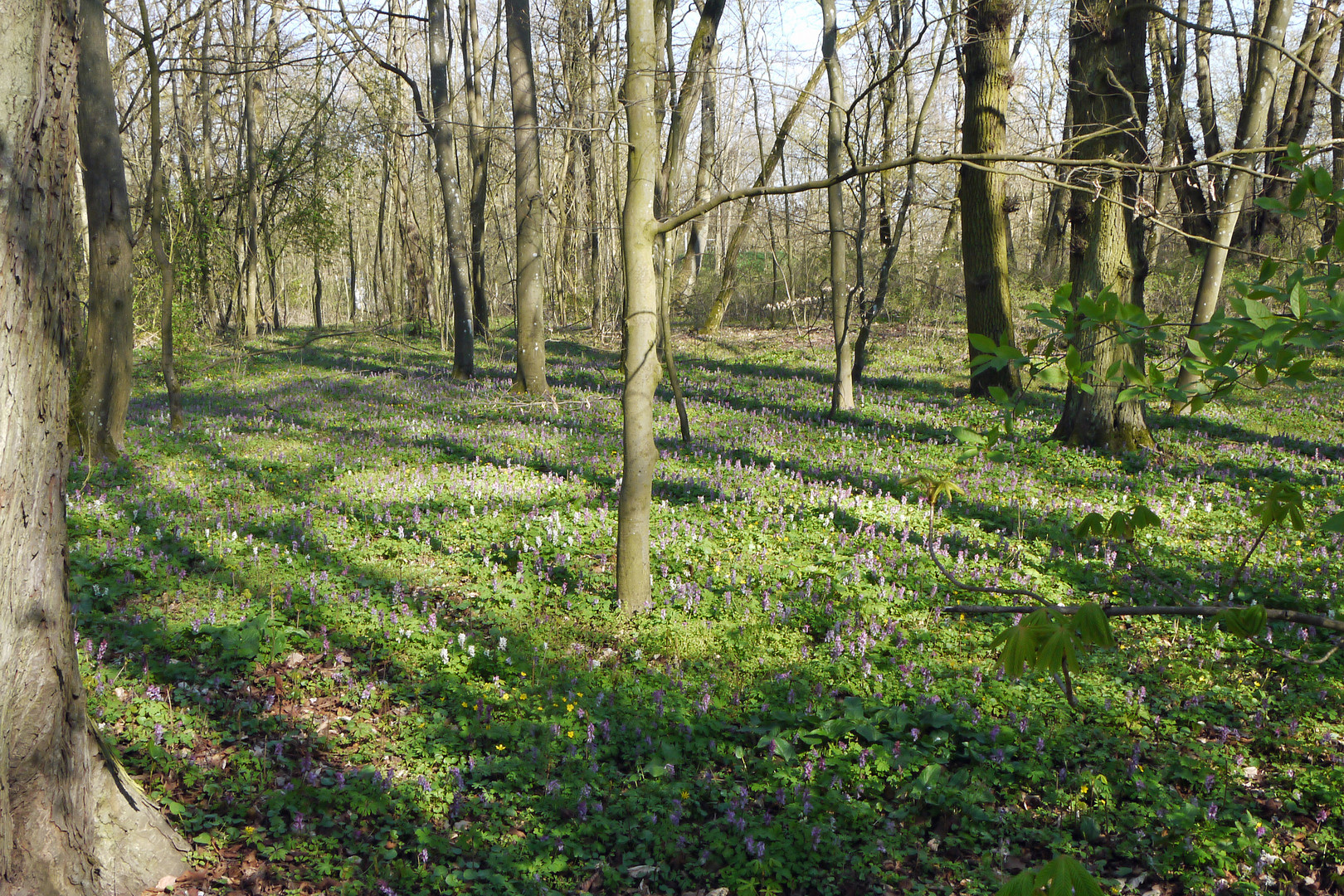 Frühling in den Wehranlagen in Schweinfurt