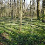 Frühling in den Wehranlagen in Schweinfurt