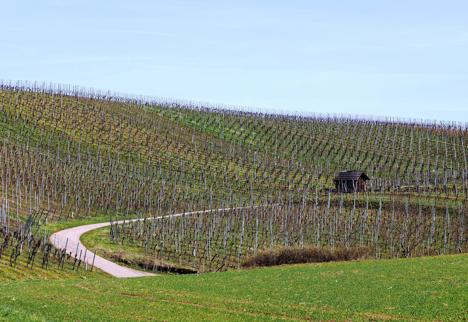 Frühling in den Weinbergen