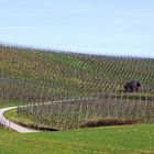 Frühling in den Weinbergen