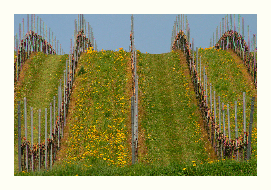 Frühling in den Weinbergen